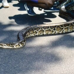 Large python slithering on pavement near people